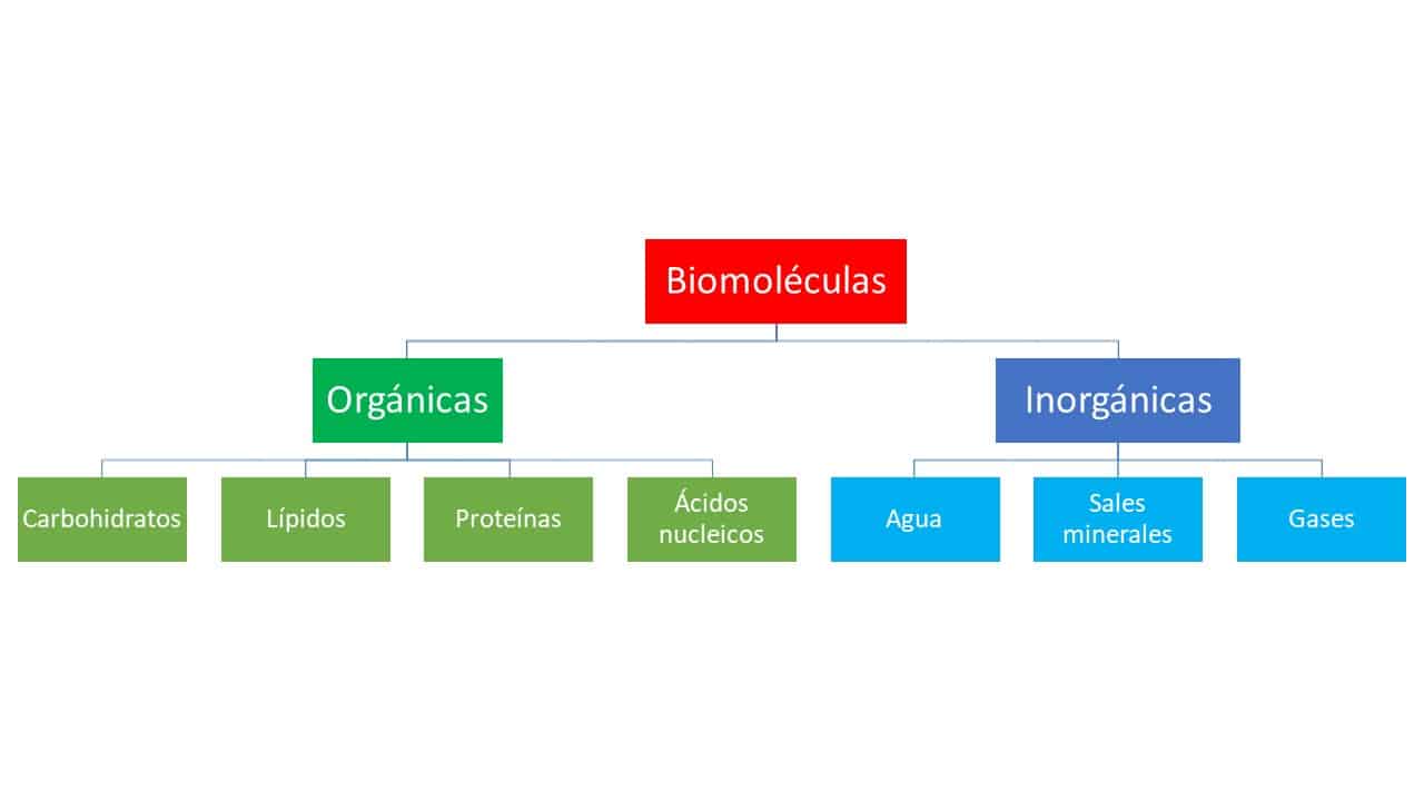 clasificacion-de-las-biomoleculas-organicas-e-inorganicas-1 – BIOLOGÍA ...