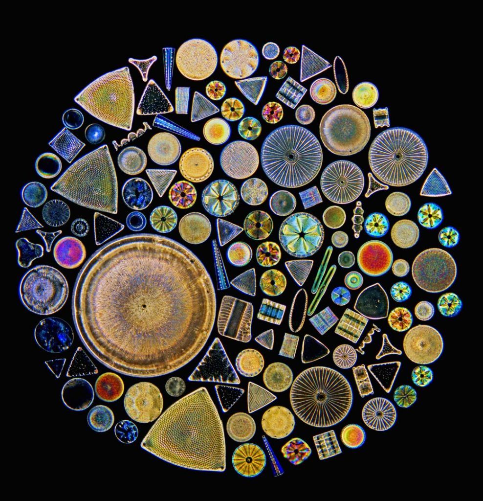 diatomeas-5 – BIOLOGÍA y GEOLOGÍA