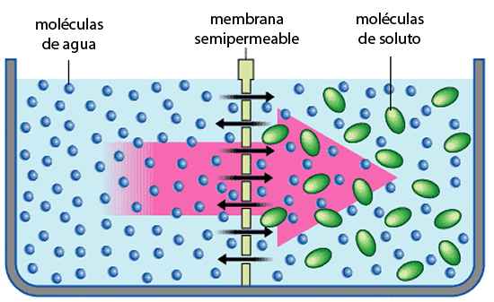 EL PASO DE AGUA A TRAVÉS DE MEMBRANAS SEMIPERMEABLES