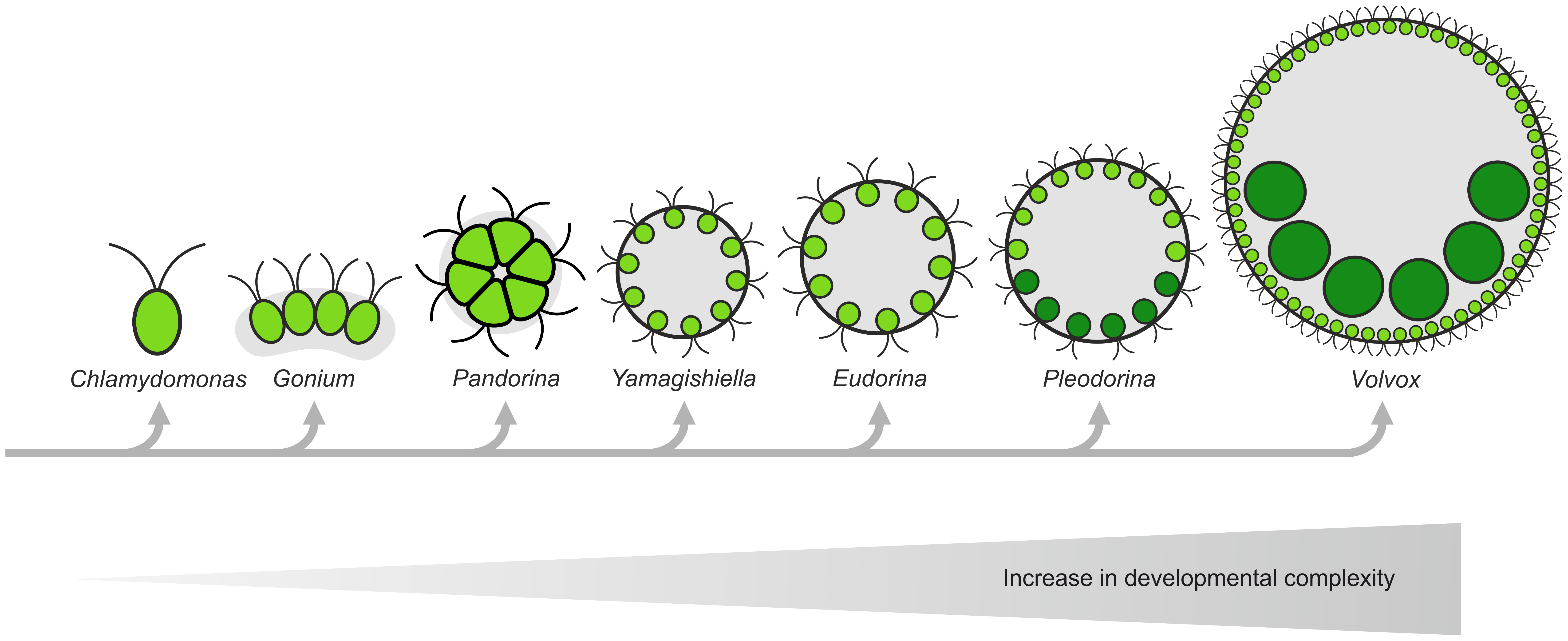 UNICELULAR vs PLURICELULAR – BIOLOGÍA y GEOLOGÍA